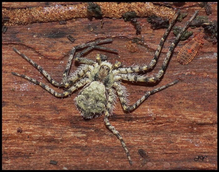 Philodromus margaritatus. 