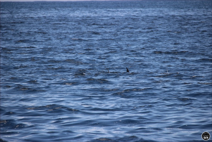 Nage avec les dauphins, à l'île Maurice