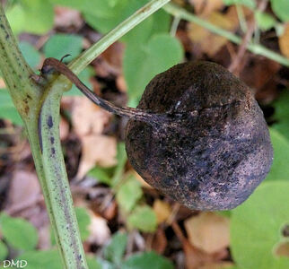 Aristolochia clematitis - aristoloche clématite