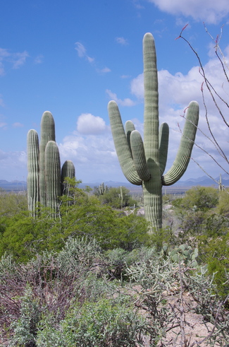 Jour 12 - Saguaro National Park, Arizona