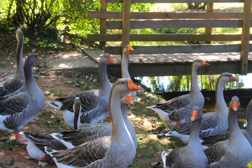 Troupeau d'oies au village du bournat et leur gardien