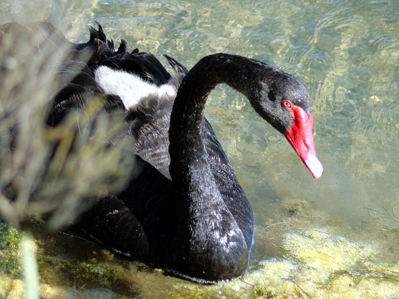 L'œil rouge du cygne noir - Ars-en-Ré - Ile de Ré - 17   posté le mardi 03 mars 2009 