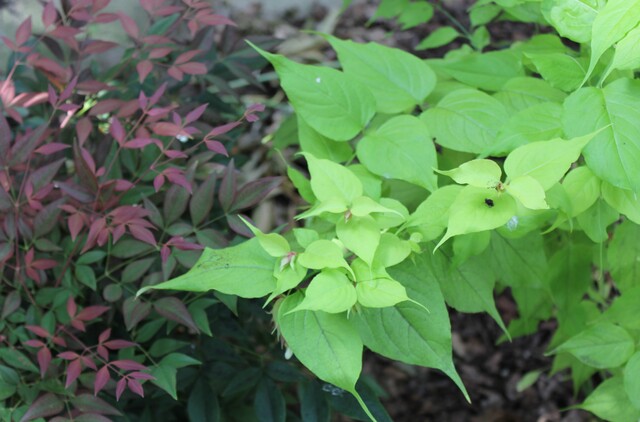 Leycesteria Gold Fountains et nandina domestica Obsessed