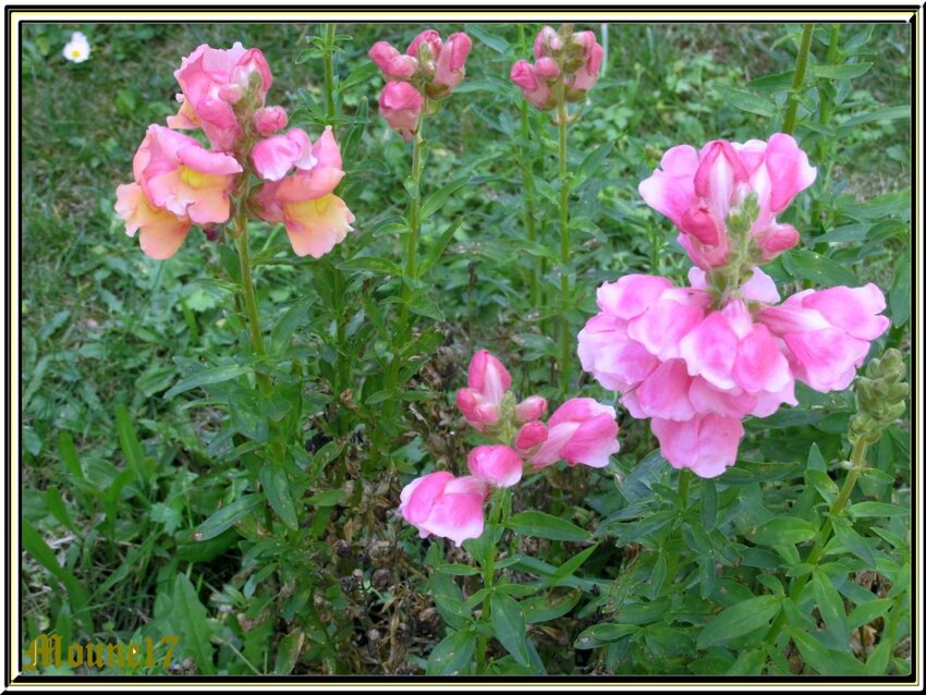 Un petit tour au jardin 