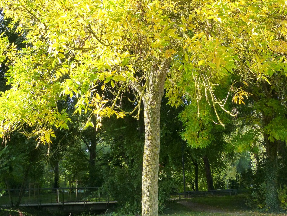 L'automne dans la ville