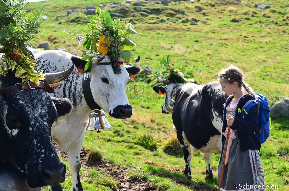 transhumance alsace vosges