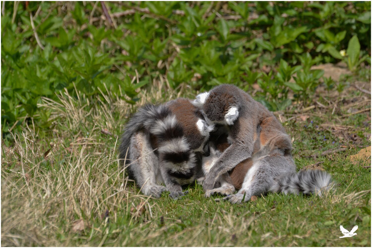  - Lémuriens de Madagascar 