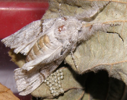 La chenille