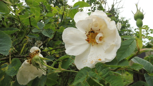 Visite du Jardin " la Maison "