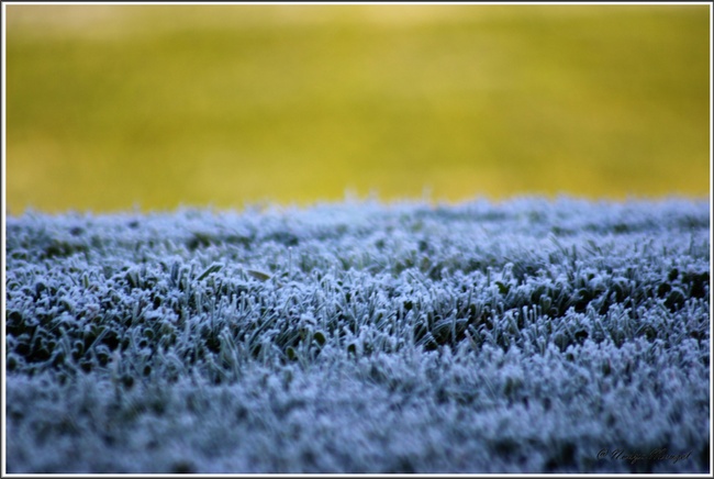 La magie du givre