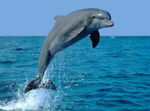 En Inde, les dauphins sont désormais considérés comme « personnes non humaines »