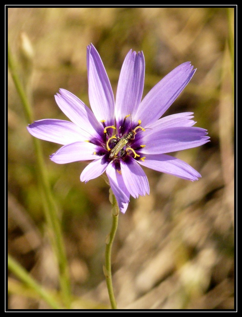 quelques fleurs...