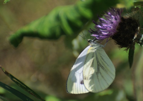 Papillon dans le Donezan