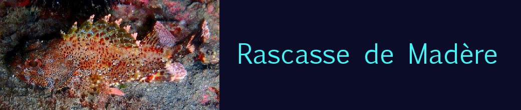 rascasse de Madère