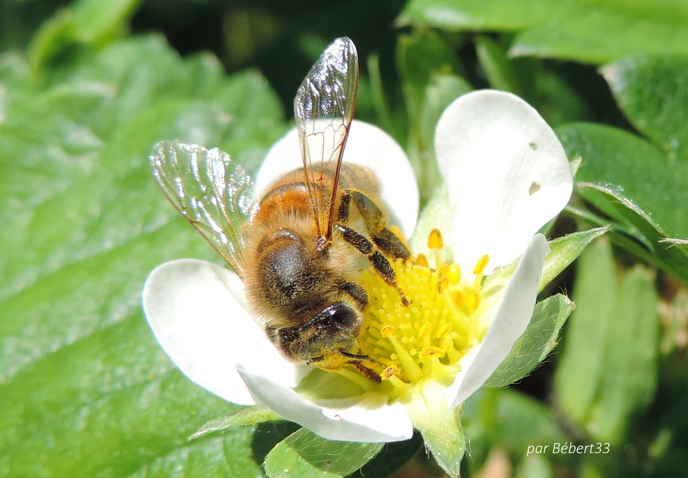 une abeille sur une fleur