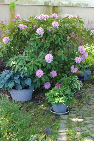 Rhododendron rose clair 'Albert Schweitzer'