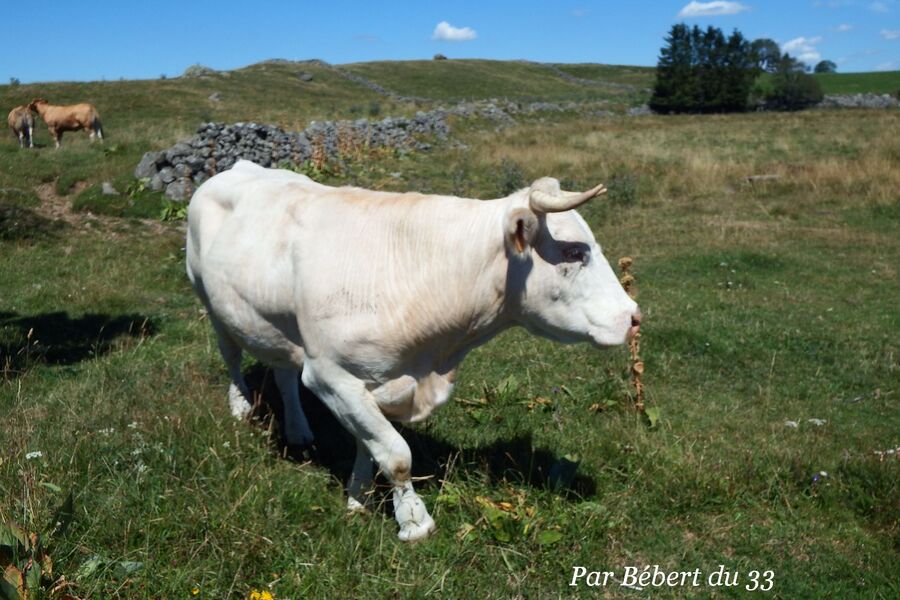 L'Aubrac - la cascade du Déroc (2)