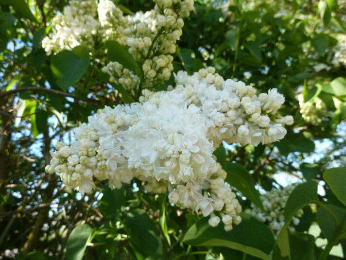 fleurs blanches 