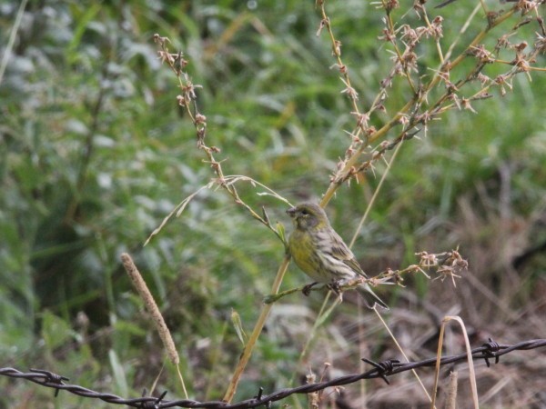 Oiseaux-3-3160-serin-cini.jpg