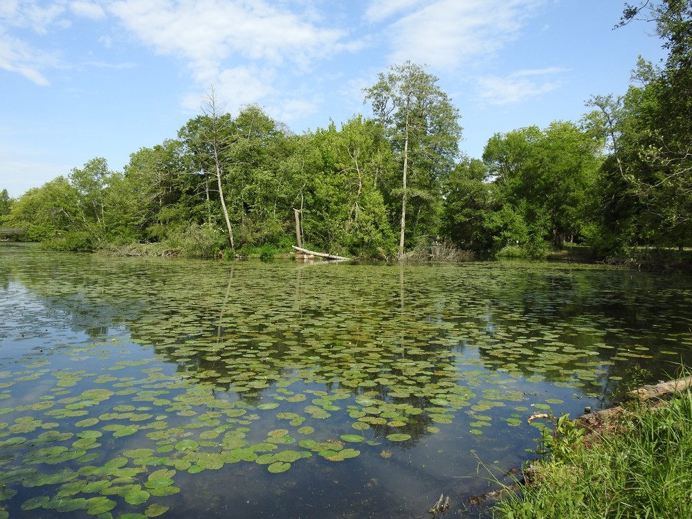 Un héron bihoreau au parc de Majolan...