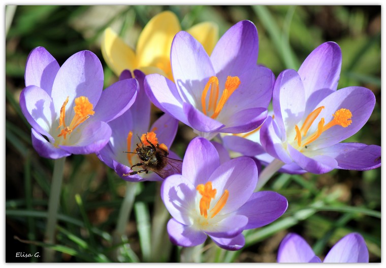 Un dimanche au jardin.