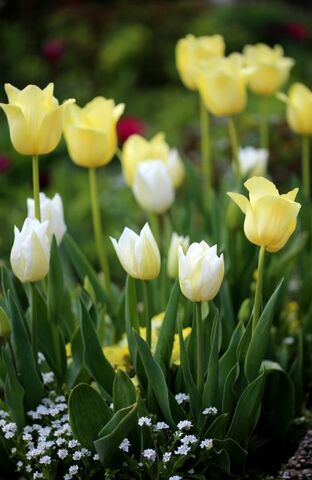 Tulipes Promesse de Fleurs (2/3) : World Friendship + White Dream