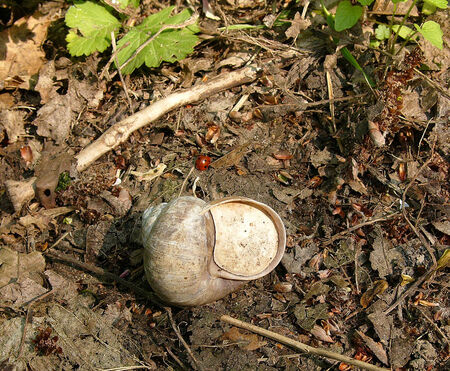 L'épiphragme de l'escargot