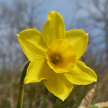 Narcissus assoanus - narcisse d'Asso