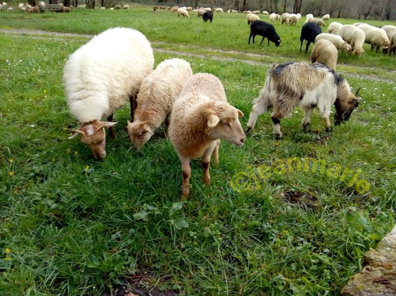 des Moutons a Sanches (Preignac) Gironde