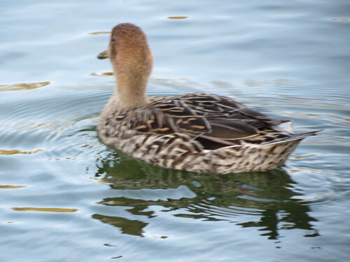 au lac de paimpol ...