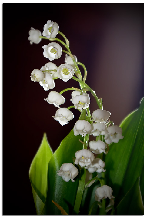 muguet