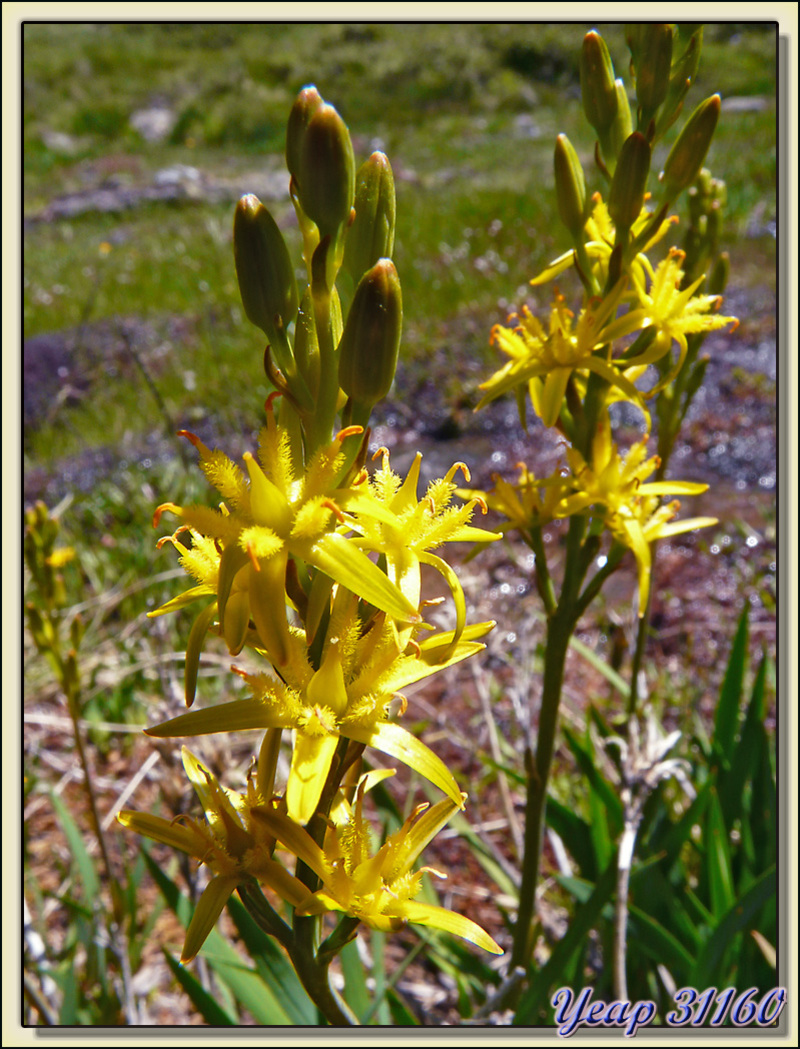 Narthécie des marais (Narthecium ossifragum) - Etang d'Izourt - Vicdessos - 09  (Flore)