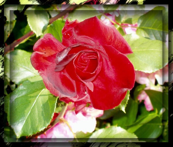 rose rouge