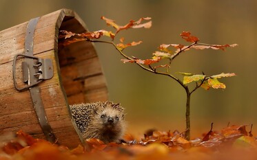 http://www.allwallpaper.in/wallpapers/1152x720/1420/animals-autumn-wildlife-1152x720-wallpaper.jpg