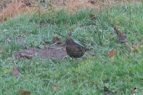 Visite d'une merlette