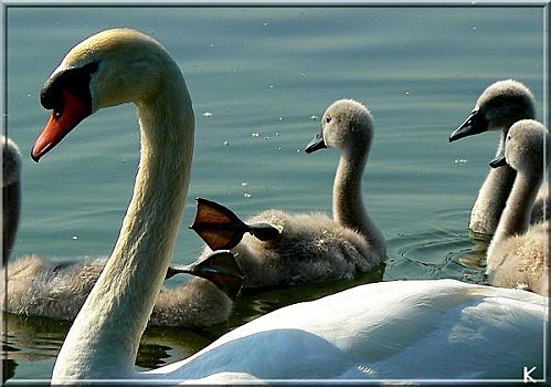 Le Petit Cygne Keline7 Le Petit Cygne Keline7