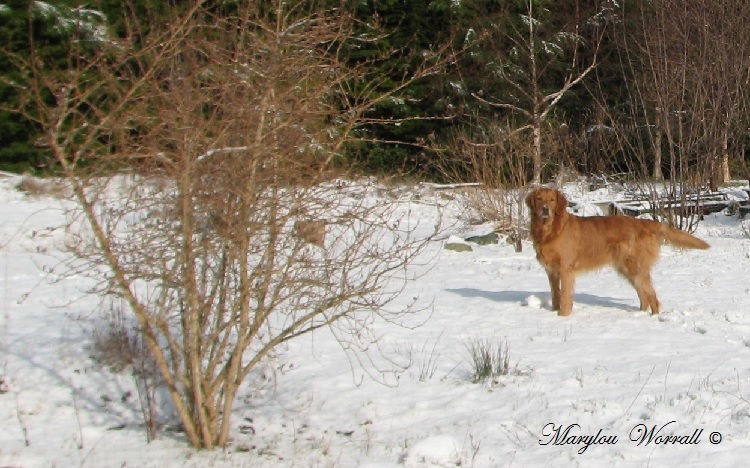 Nouvelles du Canada 162 : Kuali aime la neige