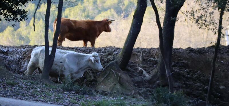 Une sortie imprévue (Banyoles)