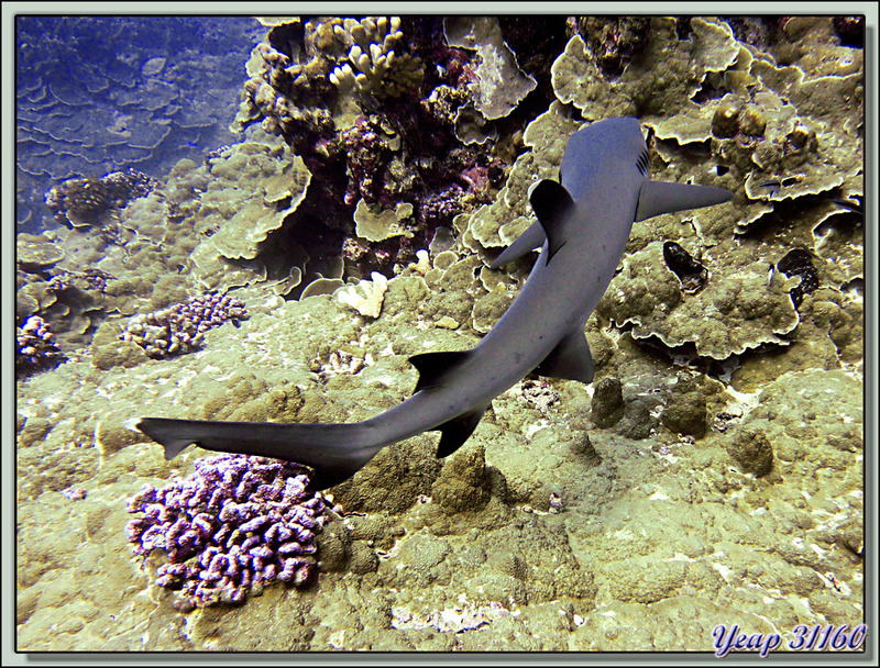 Plongée bouteille Passe Tumakohua : la fuite du Requin pointe blanche de lagon - Fakarava - Polynésie française