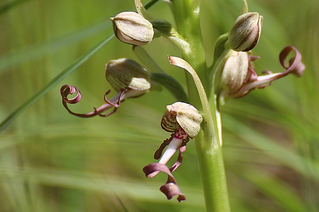 Orchis bouc, Himantoglossum hircinum
