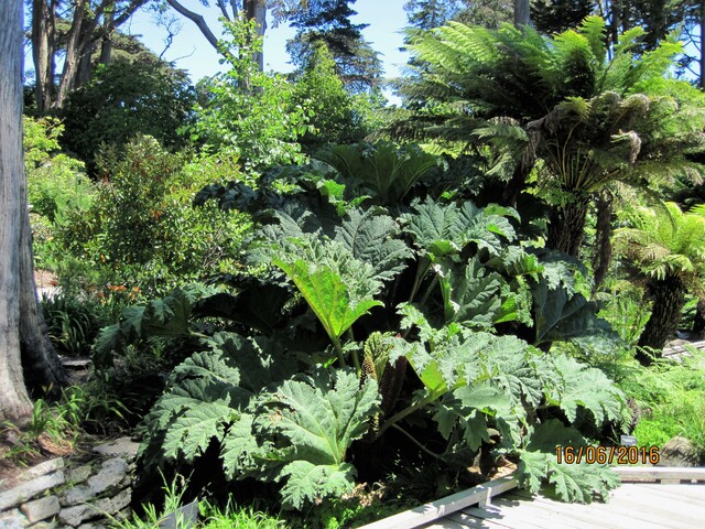 Le jardin botanique du Golden Gate Park - San Francisco - Californie 2/4