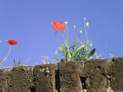 Coquelicot