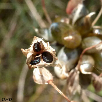 Allium oleraceum - ail des champs