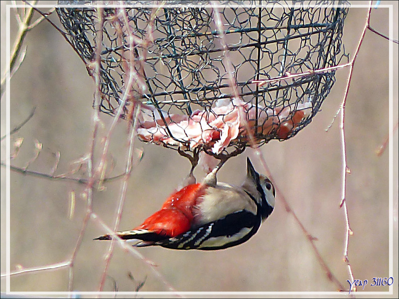 Le rouge vif du pic épeiche mâle - Lartigau - Milhas - 31