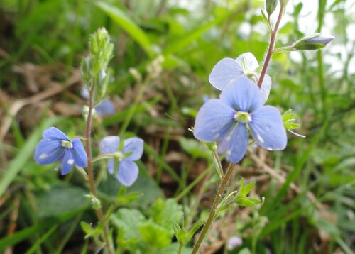 Fleurs bleues