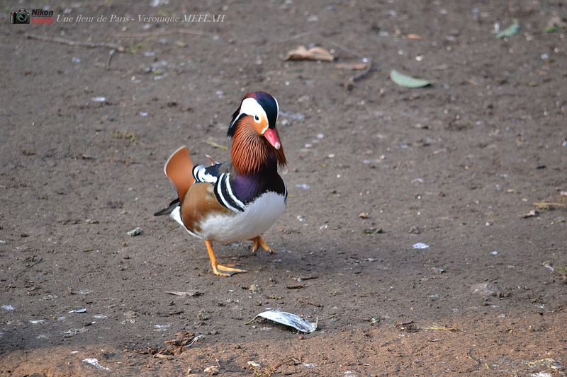 Ménagerie du Jardin des Plantes : La Grande Volière : Le canard Mandarin 