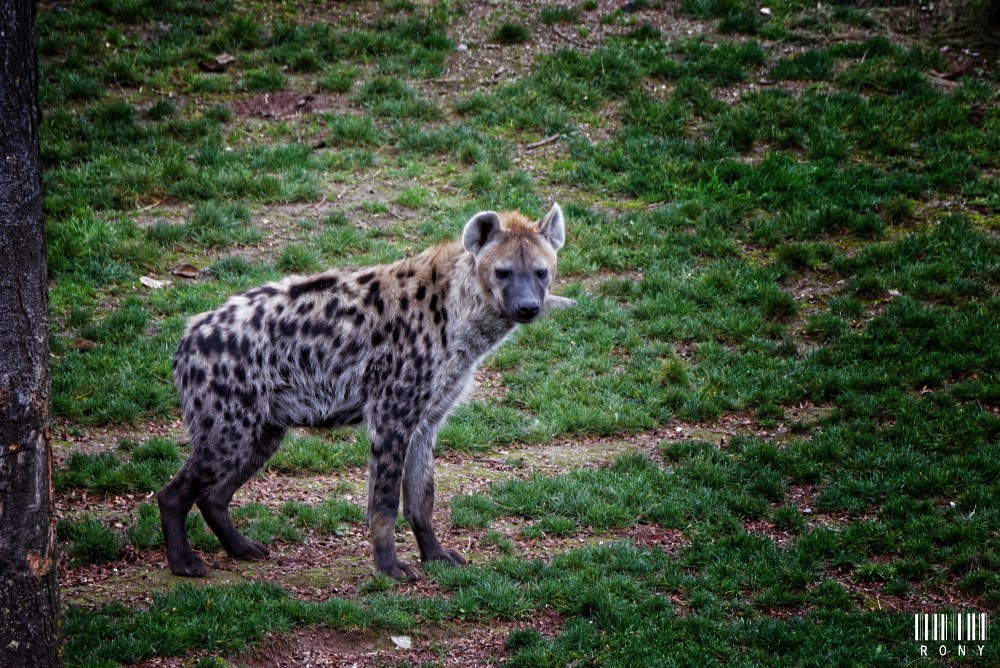 Les hyènes de Pairi Daiza
