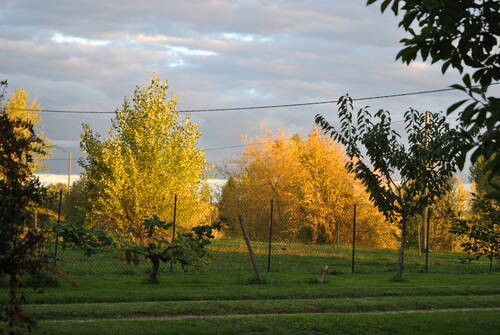 QUAND LE SOLEIL DORE LES SAULES