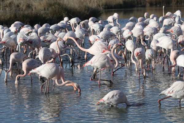 Les Flamants roses du Pont de Gau