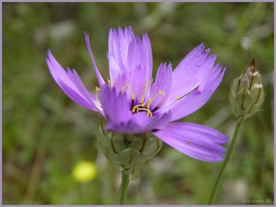 Catananche bleue